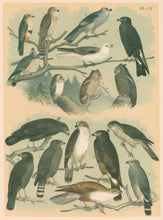 Load image into Gallery viewer, Jasper, Theodore  &quot;Femoral Falcon, Richardson&#39;s Falcon or Merlin, Isabella Sparrow Hawk, Mississippi Kite, Everglade Kite, White-tailed Kite, et al.&quot; Pl. CX
