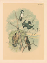 Load image into Gallery viewer, Jasper, Theodore  "Kingbird or Tyrant Flycatcher, Pigeon Hawk." Pl. XXXI