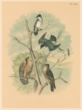 Load image into Gallery viewer, Jasper, Theodore  "Kingbird or Tyrant Flycatcher, Pigeon Hawk." Pl. XXXI