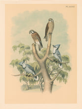 Load image into Gallery viewer, Jasper, Theodore  &quot;Sparrow Hawk or Rusty-crowned Falcon, Blue Jay.&quot; Pl. XXXIX
