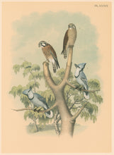 Load image into Gallery viewer, Jasper, Theodore  "Sparrow Hawk or Rusty-crowned Falcon, Blue Jay." Pl. XXXIX