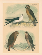 Load image into Gallery viewer, Jasper, Theodore  "Swallow-tailed Kite, Marsh Hawk or Harrier, Western Red-tail/Red-tailed Black Hawk, Swainson's Hawk." Pl. XCVIII