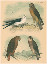 Load image into Gallery viewer, Jasper, Theodore  "Swallow-tailed Kite, Marsh Hawk or Harrier, Western Red-tail/Red-tailed Black Hawk, Swainson's Hawk." Pl. XCVIII