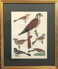 Load image into Gallery viewer, Wilson, Alexander  Plate 16  “American Sparrow Hawk/Field Sparrow/Free Sparrow/Long Sparrow/Chipping Sparrow/Snow Bird”
