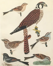 Load image into Gallery viewer, Wilson, Alexander  Plate 16  “American Sparrow Hawk/Field Sparrow/Free Sparrow/Long Sparrow/Chipping Sparrow/Snow Bird”
