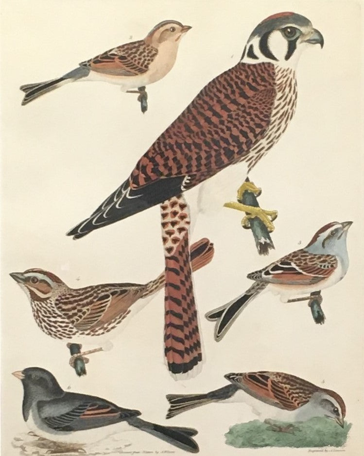 Wilson, Alexander  Plate 16  “American Sparrow Hawk/Field Sparrow/Free Sparrow/Long Sparrow/Chipping Sparrow/Snow Bird”