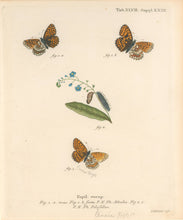 Load image into Gallery viewer, Esper, E.J.C.  "Papil: europ: P.N.Ph. Athalia; P.N.Ph. Pilofellae." Pl. XLVII, Suppl. XXIII