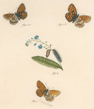 Load image into Gallery viewer, Esper, E.J.C.  "Papil: europ: P.N.Ph. Athalia; P.N.Ph. Pilofellae." Pl. XLVII, Suppl. XXIII