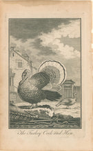 Load image into Gallery viewer, Buffon "The Turkey Cock and Hen"