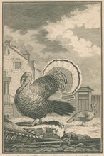 Load image into Gallery viewer, Buffon "The Turkey Cock and Hen"