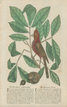 Load image into Gallery viewer, Catesby, Mark &quot;The Red Bird; from Catesby&quot;  [Cardinal] [with Hiccory Tree]
