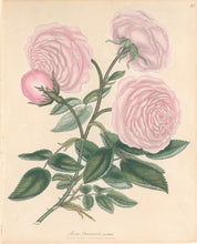 Load image into Gallery viewer, Andrews, H.C.  “Rosa, Provincialis.” Plate 10.