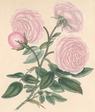 Load image into Gallery viewer, Andrews, H.C.  “Rosa, Provincialis.” Plate 10.