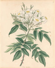 Load image into Gallery viewer, Andrews, H.C.   "Rosa, moschala.” Plate 11.