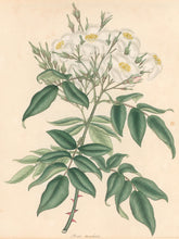Load image into Gallery viewer, Andrews, H.C.   "Rosa, moschala.” Plate 11.