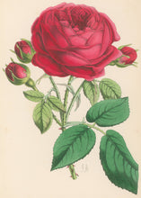 Load image into Gallery viewer, Andrews, James  Plate 146.  From "The Floral Magazine"