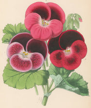 Load image into Gallery viewer, Andrews, James  Plate 148.  From "The Floral Magazine"