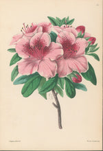 Load image into Gallery viewer, Andrews, James  Plate 151.  From "The Floral Magazine"