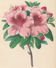 Load image into Gallery viewer, Andrews, James  Plate 151.  From "The Floral Magazine"