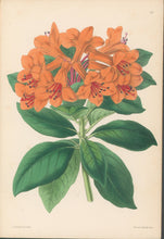 Load image into Gallery viewer, Andrews, James  Plate 155.  From "The Floral Magazine"