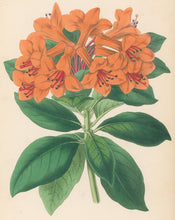 Load image into Gallery viewer, Andrews, James  Plate 155.  From "The Floral Magazine"