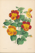 Load image into Gallery viewer, Andrews, James  Plate 157.  From "The Floral Magazine"