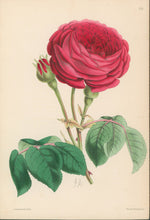 Load image into Gallery viewer, Andrews, James  Plate 163.  From "The Floral Magazine"