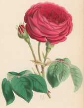 Load image into Gallery viewer, Andrews, James  Plate 163.  From "The Floral Magazine"