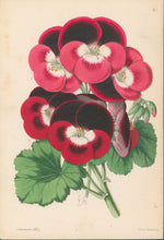 Load image into Gallery viewer, Andrews, James  Plate 167.  From "The Floral Magazine"