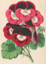 Load image into Gallery viewer, Andrews, James  Plate 167.  From "The Floral Magazine"