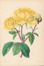 Load image into Gallery viewer, Andrews, James  Plate 169.  From "The Floral Magazine"