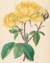 Load image into Gallery viewer, Andrews, James  Plate 169.  From "The Floral Magazine"