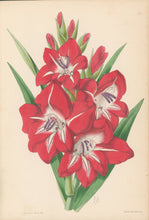 Load image into Gallery viewer, Andrews, James  Plate 171.  From "The Floral Magazine"