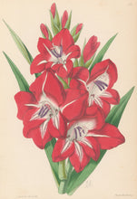 Load image into Gallery viewer, Andrews, James  Plate 171.  From "The Floral Magazine"