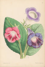 Load image into Gallery viewer, Andrews, James  Plate 179.  From "The Floral Magazine"