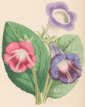 Load image into Gallery viewer, Andrews, James  Plate 179.  From "The Floral Magazine"