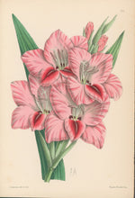 Load image into Gallery viewer, Andrews, James  Plate 184.  From "The Floral Magazine"