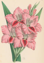 Load image into Gallery viewer, Andrews, James  Plate 184.  From "The Floral Magazine"