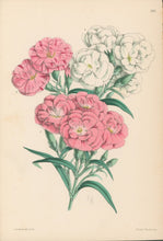 Load image into Gallery viewer, Andrews, James  Plate 188.  From "The Floral Magazine"