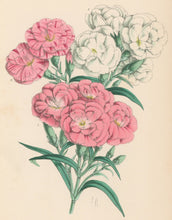 Load image into Gallery viewer, Andrews, James  Plate 188.  From "The Floral Magazine"