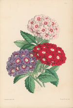 Load image into Gallery viewer, Andrews, James  Plate 190.  From "The Floral Magazine"