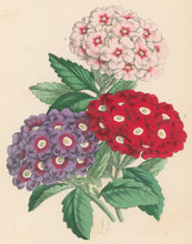 Load image into Gallery viewer, Andrews, James  Plate 190.  From "The Floral Magazine"
