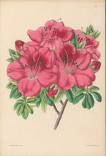 Load image into Gallery viewer, Andrews, James  Plate 193.  From "The Floral Magazine"