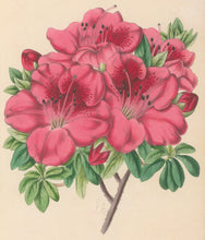 Load image into Gallery viewer, Andrews, James  Plate 193.  From "The Floral Magazine"