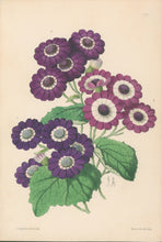 Load image into Gallery viewer, Andrews, James  Plate 200.  From "The Floral Magazine"