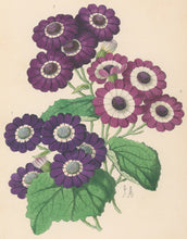 Load image into Gallery viewer, Andrews, James  Plate 200.  From "The Floral Magazine"