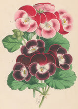 Load image into Gallery viewer, Andrews, James  Plate 205.  From "The Floral Magazine"