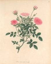 Load image into Gallery viewer, Andrews, H.C.  “Rosa, nana minor.”  Plate 22.