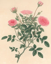 Load image into Gallery viewer, Andrews, H.C.  “Rosa, nana minor.”  Plate 22.