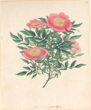 Load image into Gallery viewer, Andrews, H.C.  “Rosa, Carolina pimpinellifolia.” Plate 23.